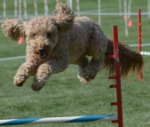 F1 Goldendoodle Agility